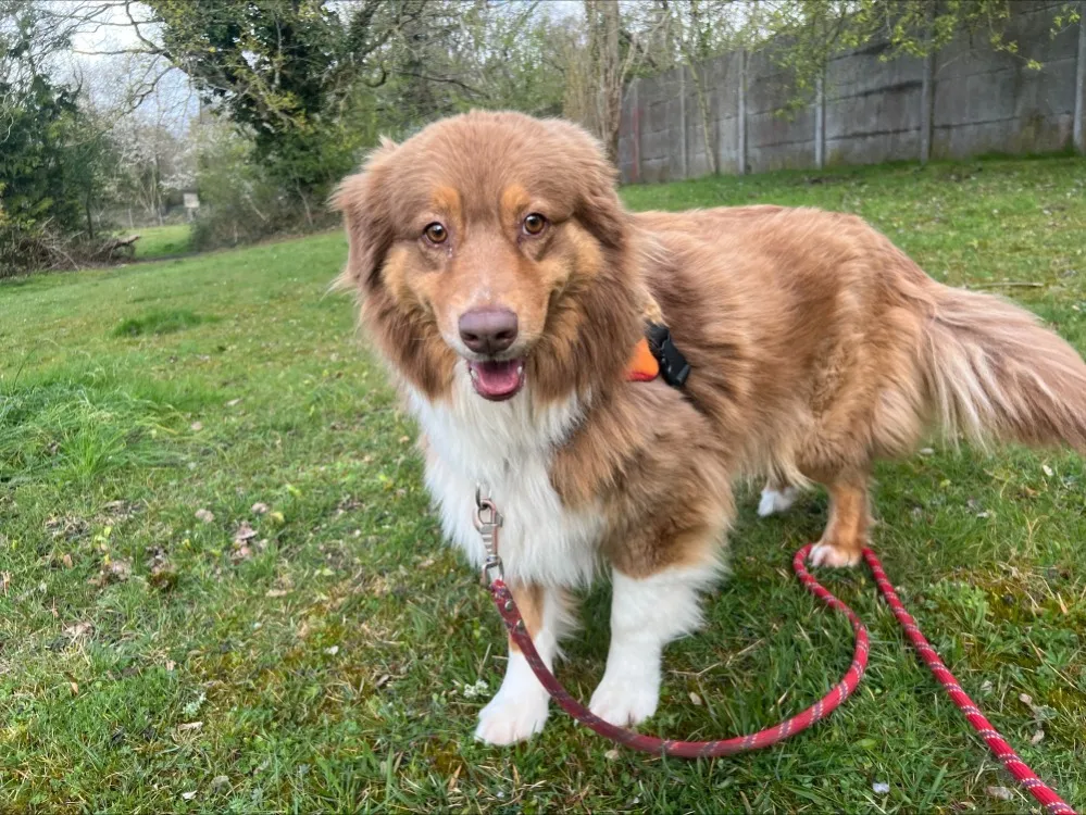 OAA19963 SWANN (réservée)