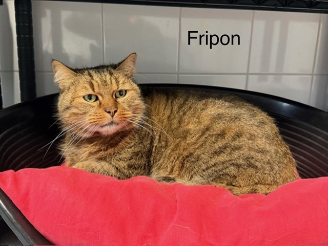 Fripon