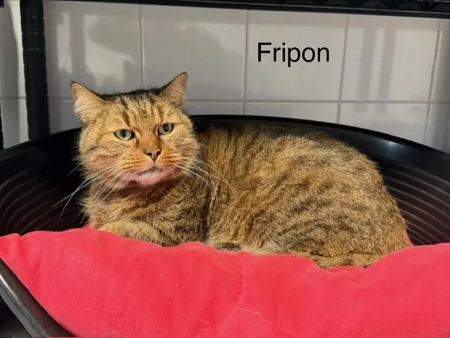 Fripon