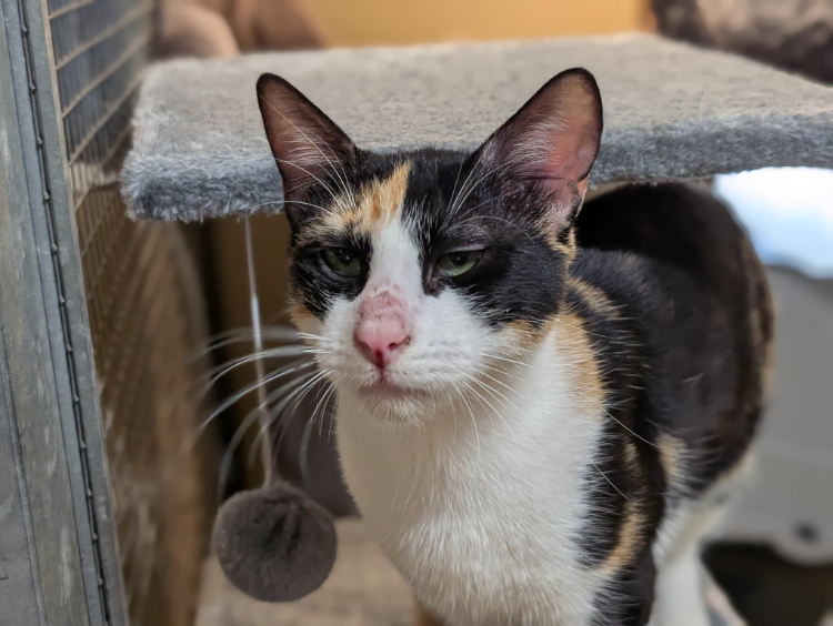 AVA (réservée) A17353