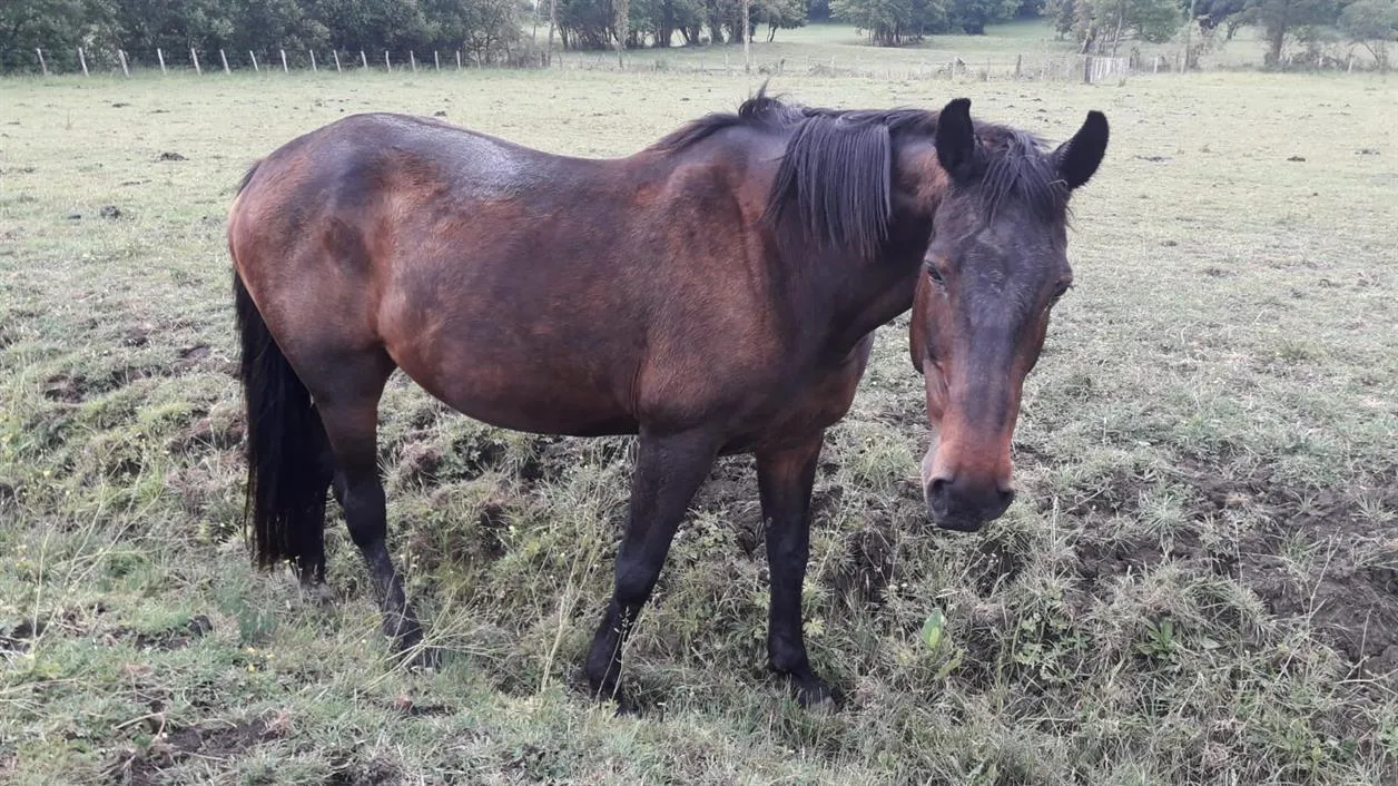 À l'adoption : Odysse