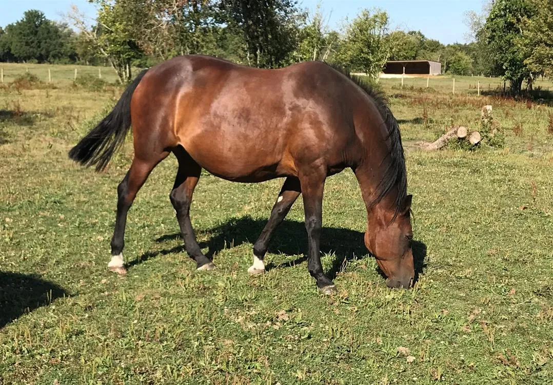 À l'adoption : First Lady