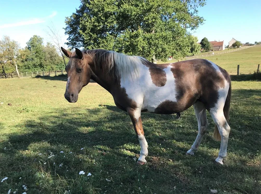 À l'adoption : Oregon