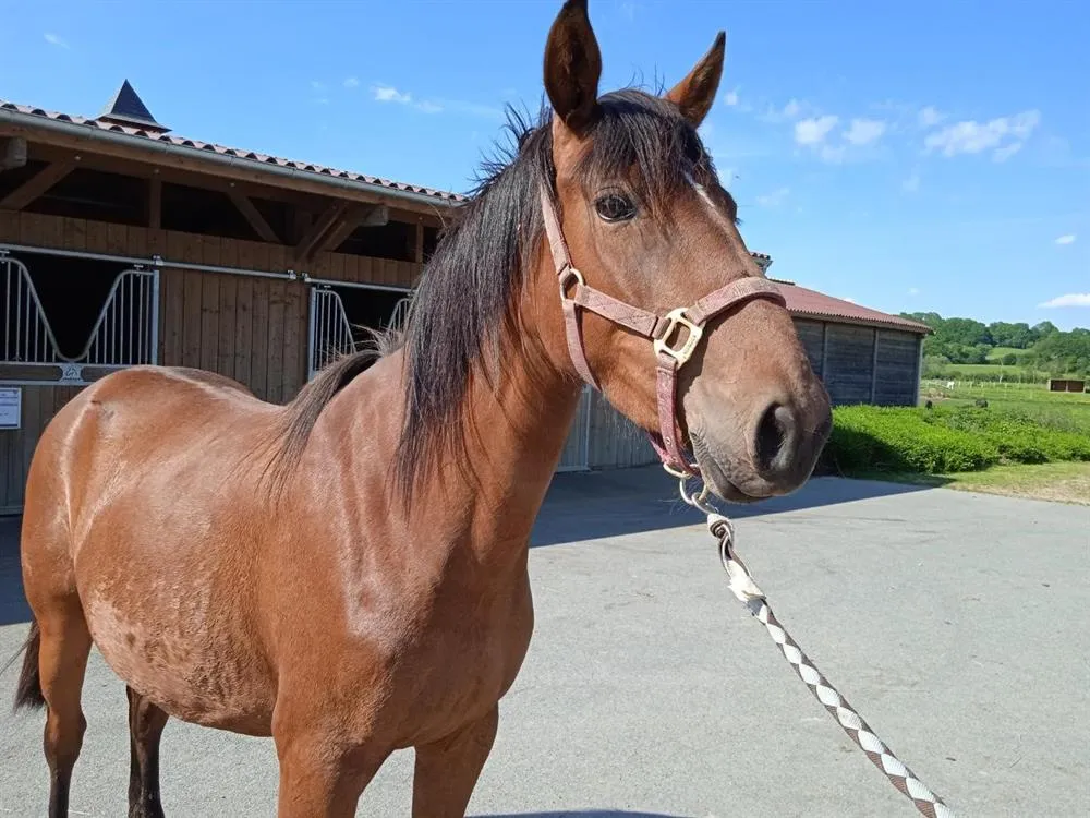 À l'adoption : Grenade