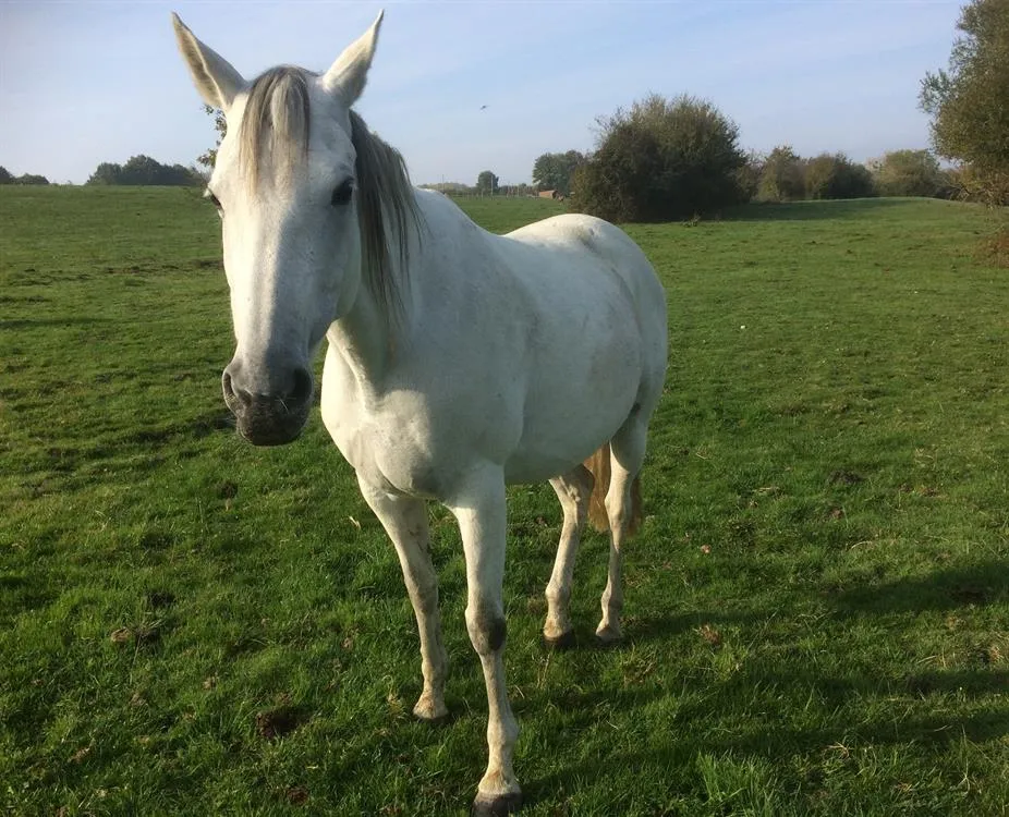À l'adoption : Carline D'Orthe