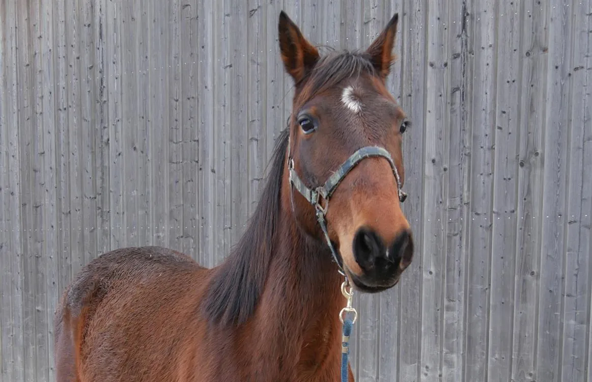 À l'adoption : Destiny