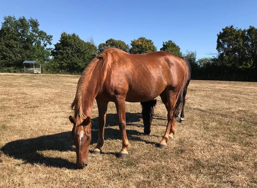 À l'adoption : Numidia