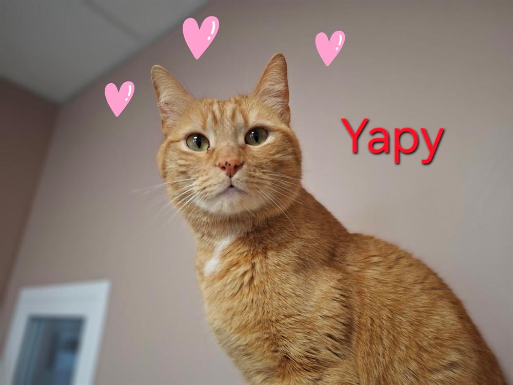 Yapy