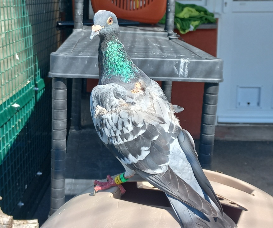BIRDY