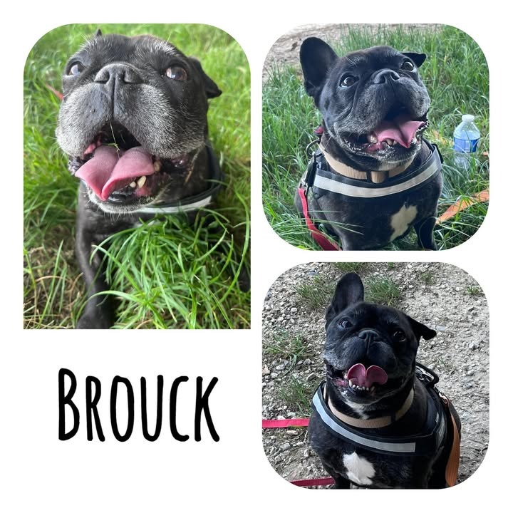 BROUCK