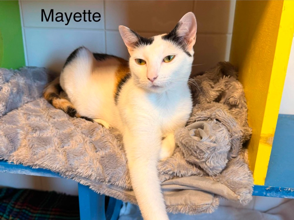 Mayette