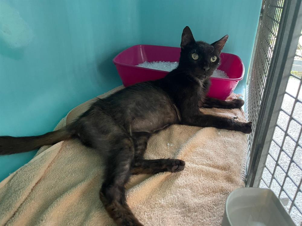 MARCEL ( fiv +)
