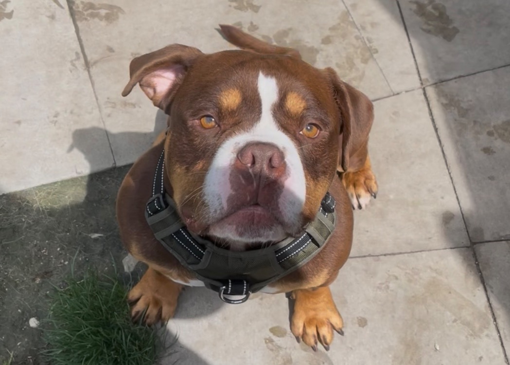 CHOCO