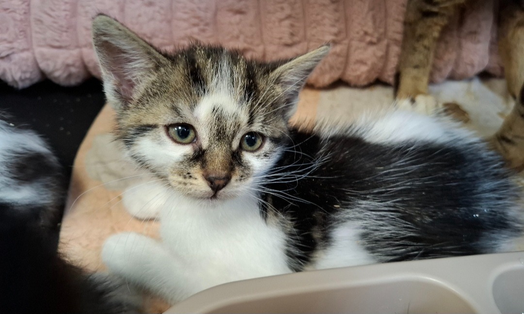 Adopter DRAGIBUSS, Chat - La SPA - Refuge de Tilloy-Les-Mofflaines – Arras