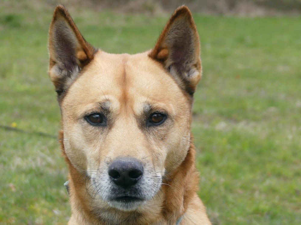 Adopter ROCKY, Chien - La SPA – Refuge des Ardennes - Maubert-Fontaine