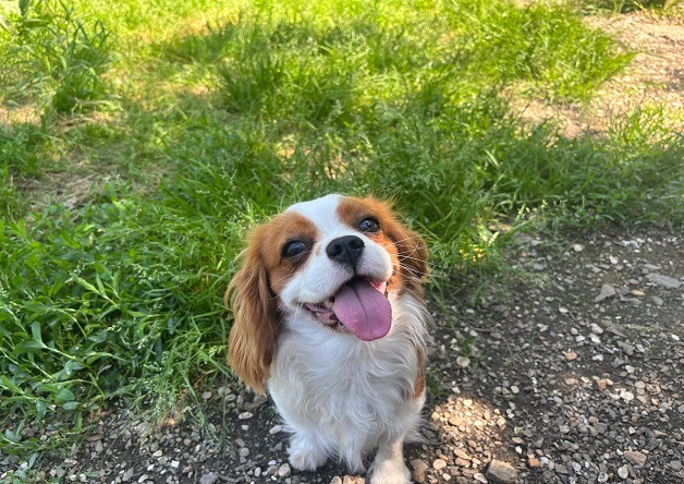 Polly (réservée)