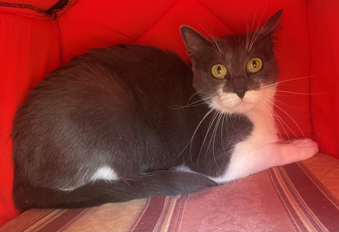 SUZI