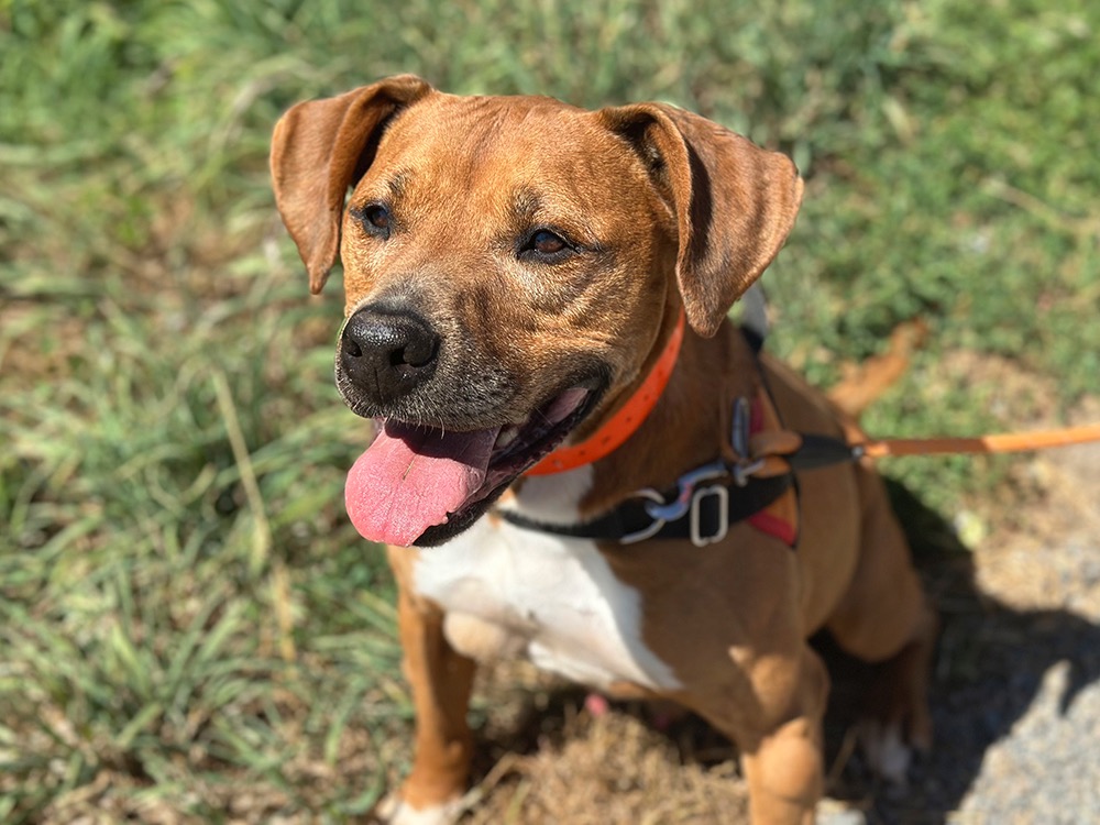 LAIKO
