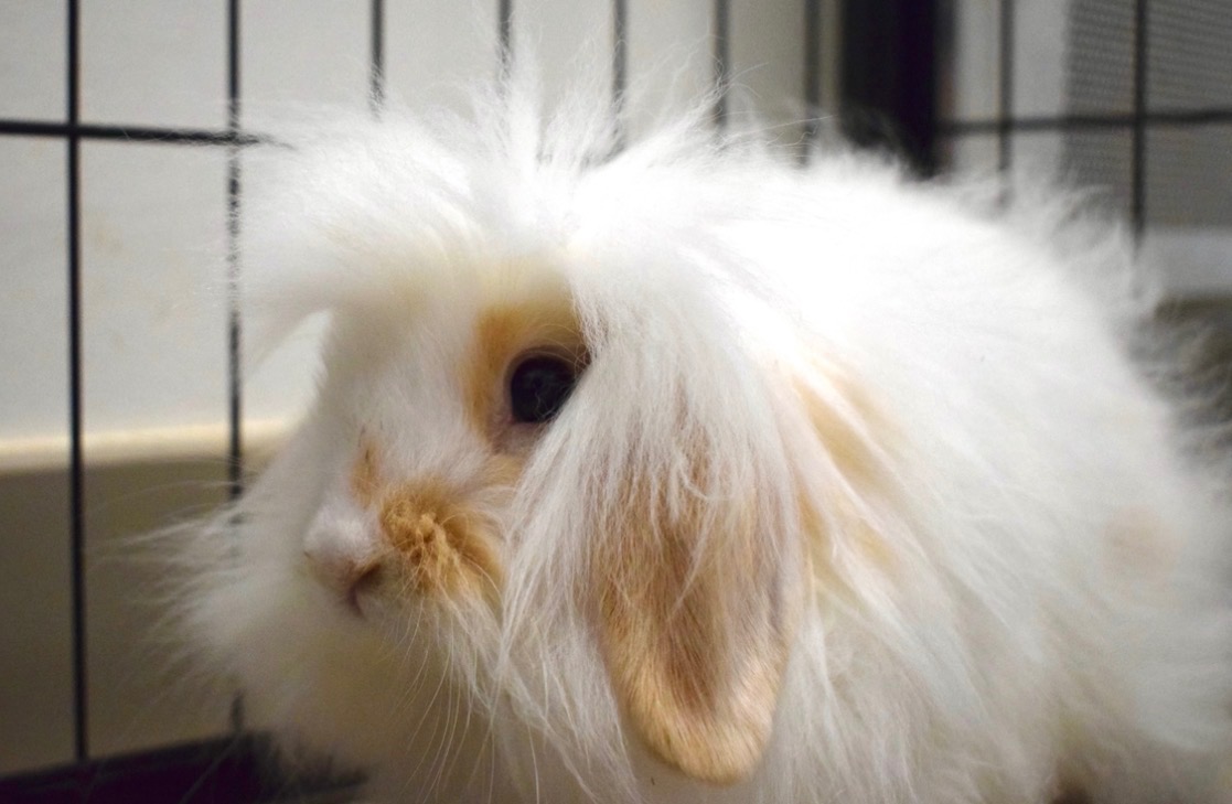 BLANCO