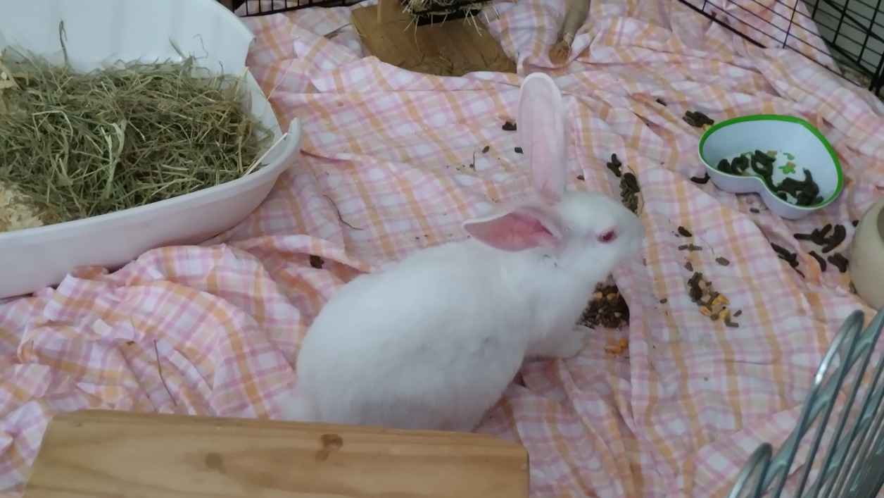 SIGMUND
