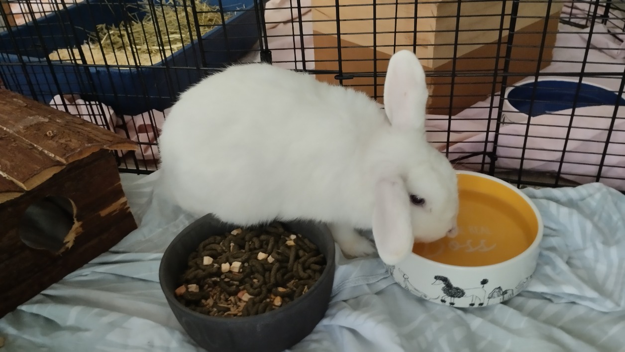OSWALD