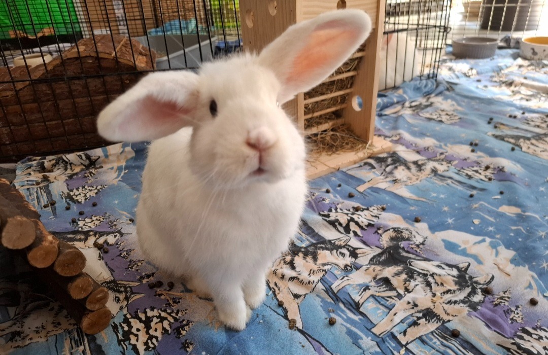 OSWALD