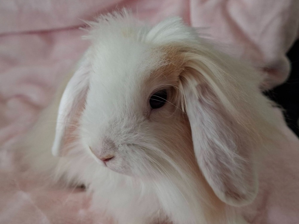PRINCE