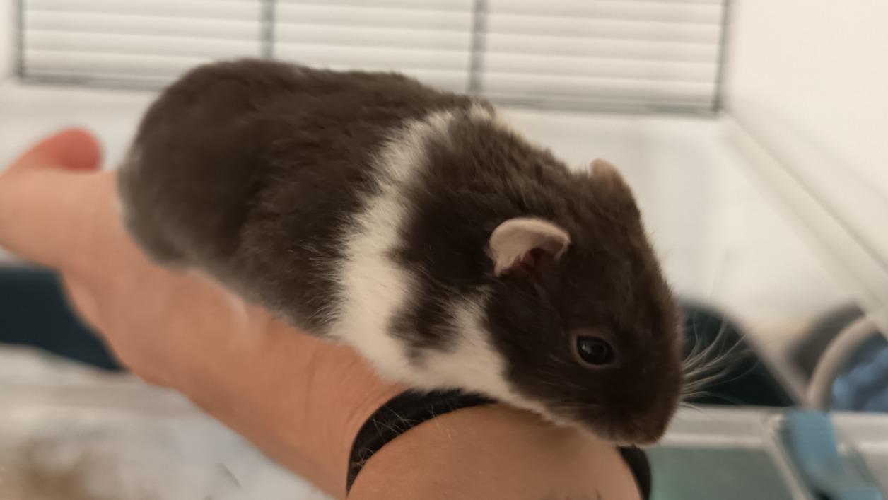 HAMTARO 698