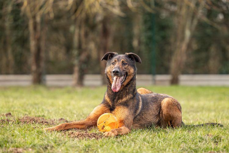 À l'adoption : Reko Oaa18967