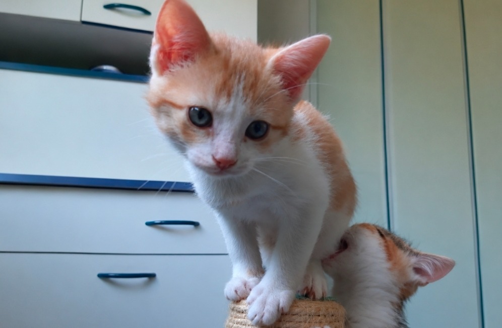 HOLLIE (réservée)
