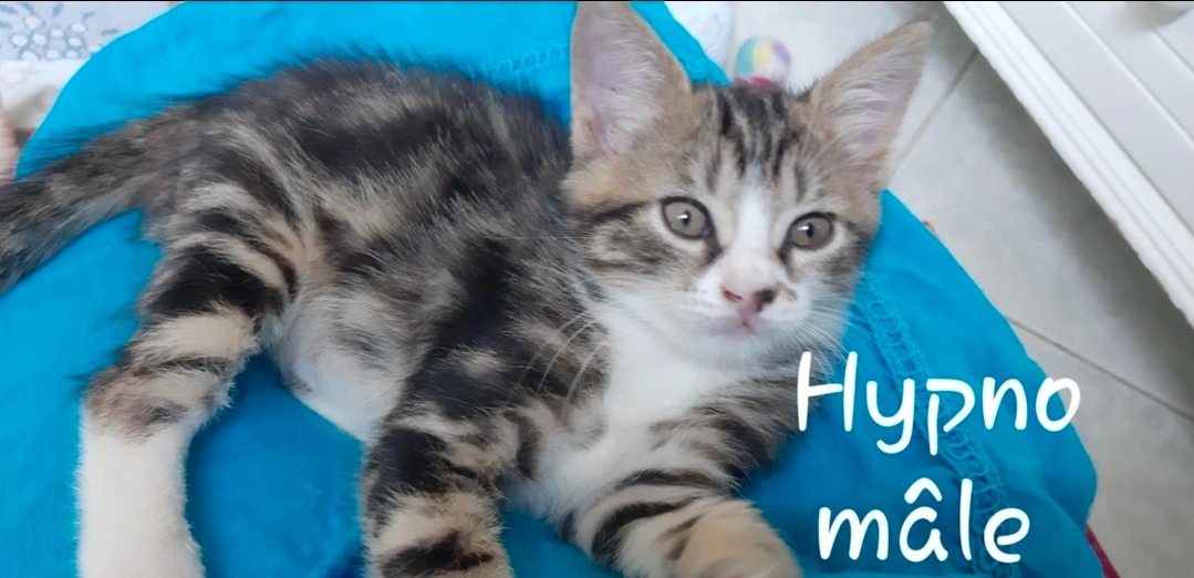 HYPNO (réservé)