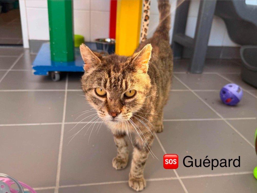 GUEPARD