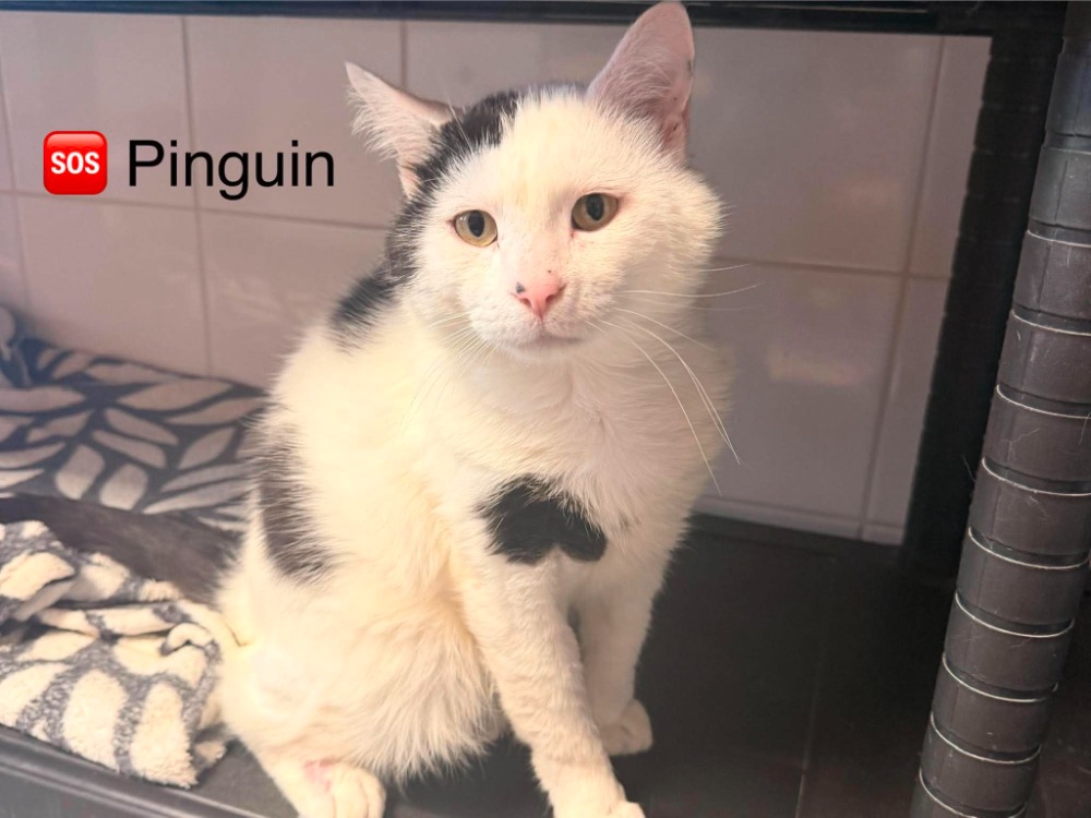 PINGOUIN