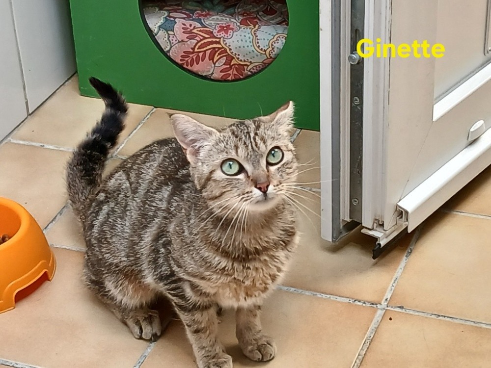 Ginette