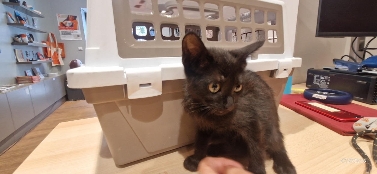 CLEO