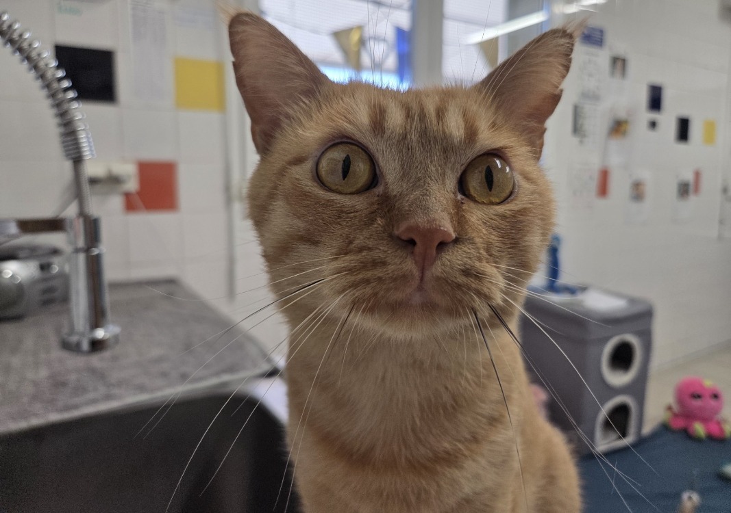 bowie