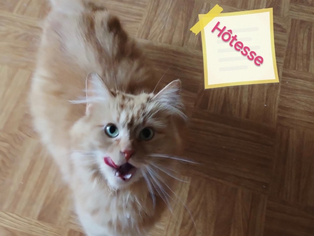 HOTESSE