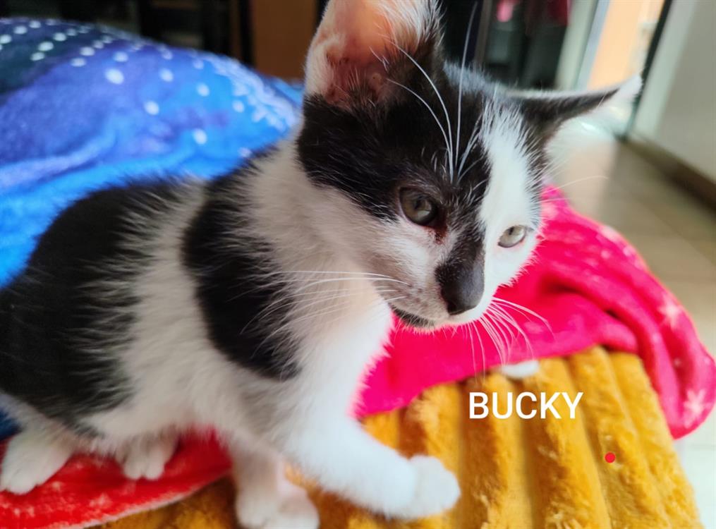 Bucky