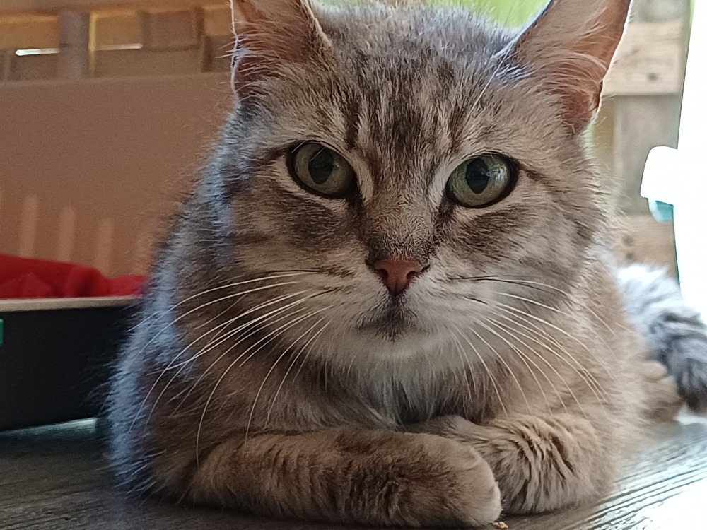 MAYA