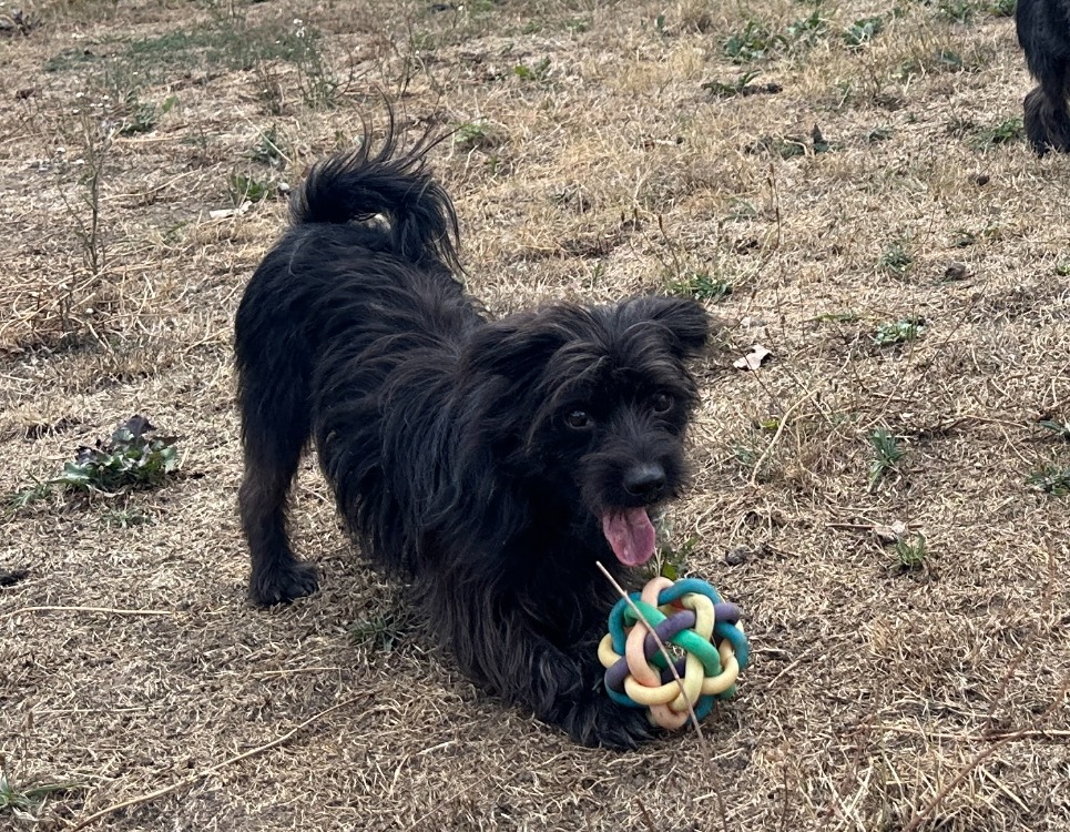DARKO