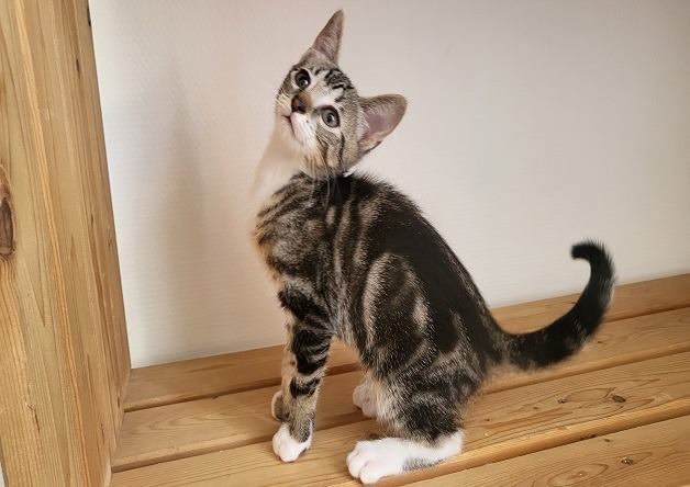 SUKI (réservée)