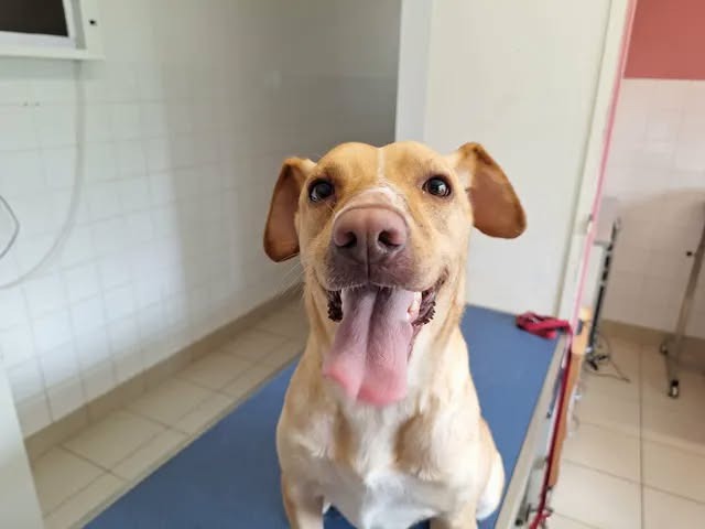 NALA