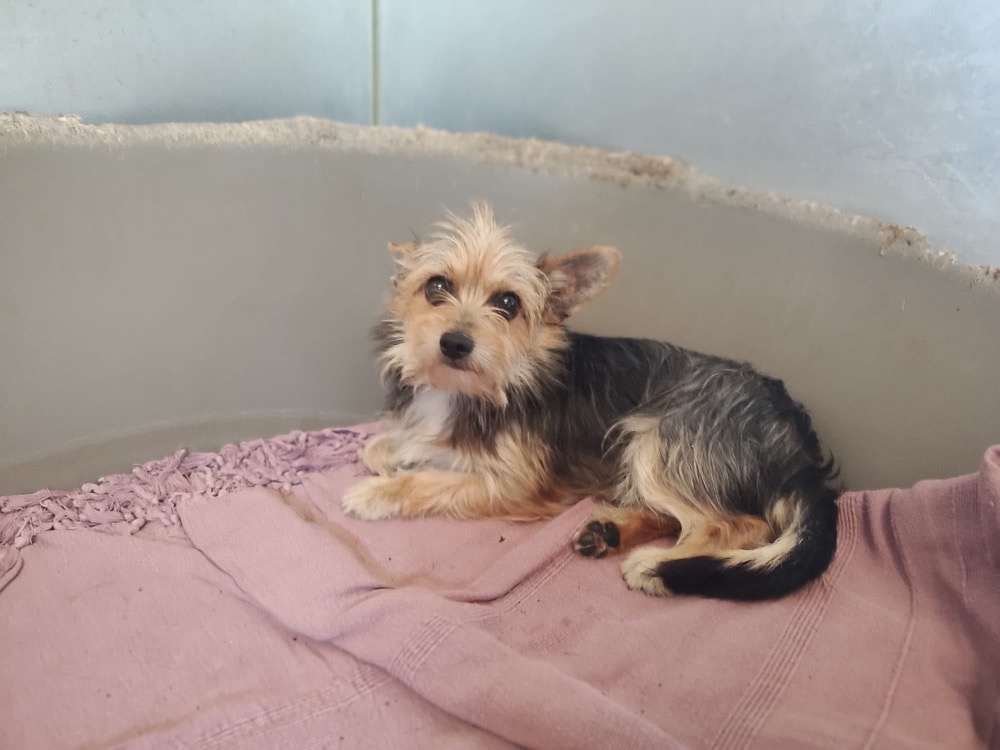 Fifi (réservé)