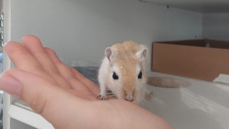 Charlie