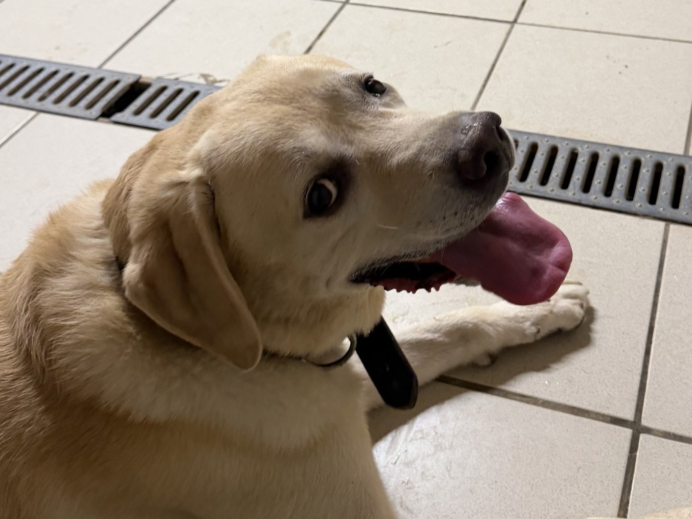 DOUG (réservé)