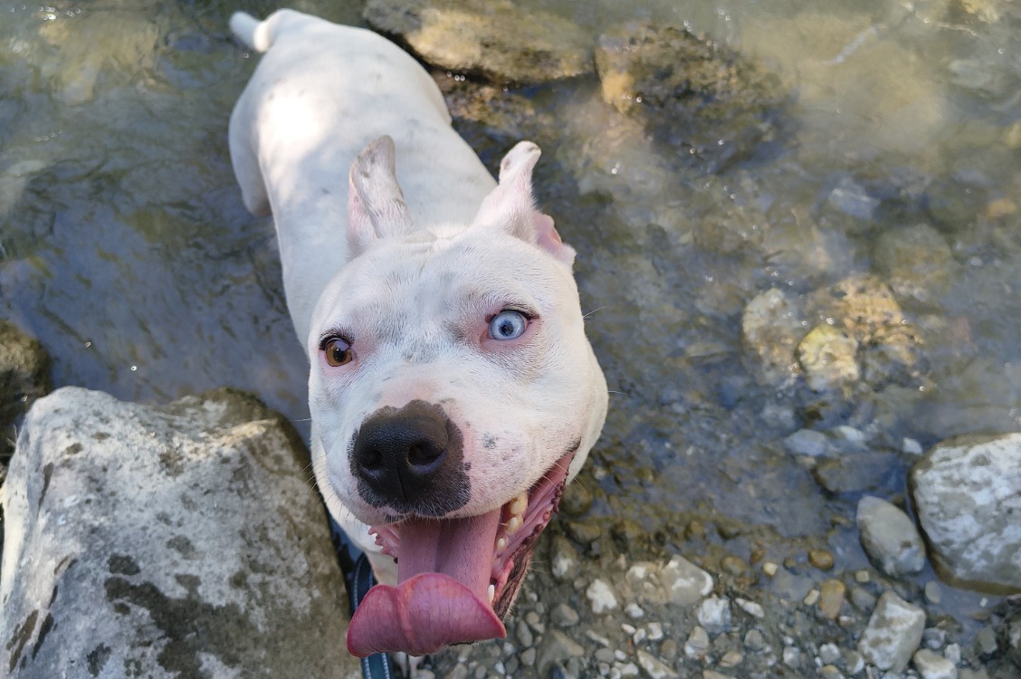 STELLA
