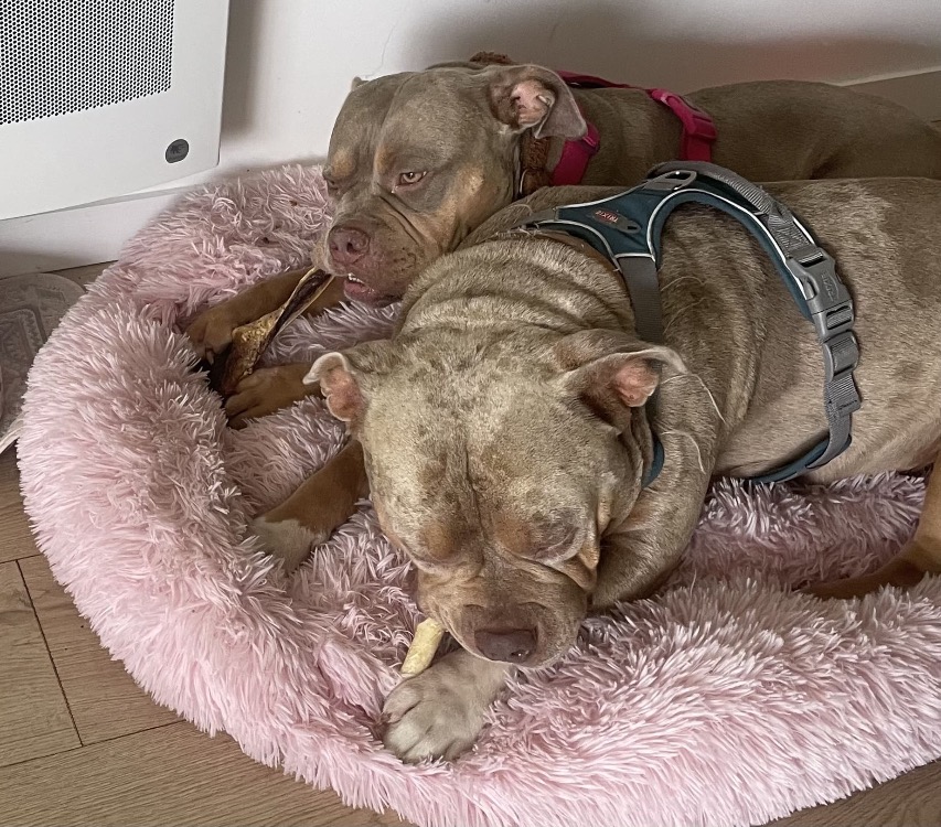 BULMA - ADOPTION DUO avec BLYSSE