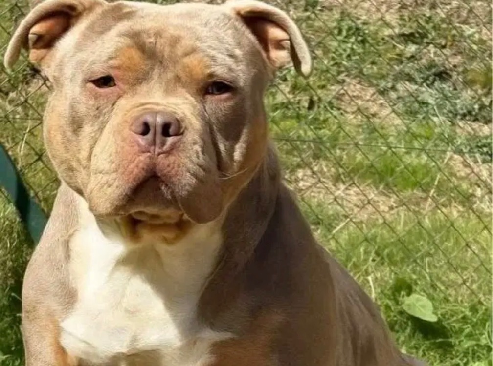 BLYSSE - ADOPTION DUO avec BULMA
