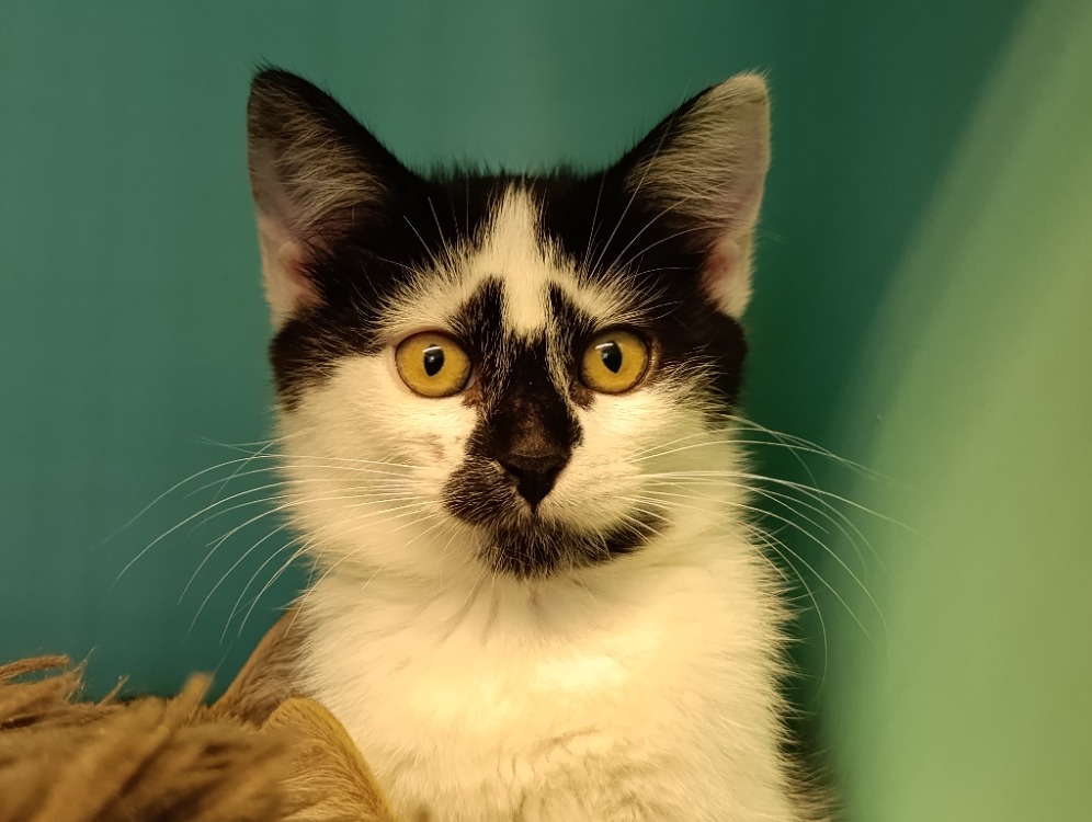 Mateta