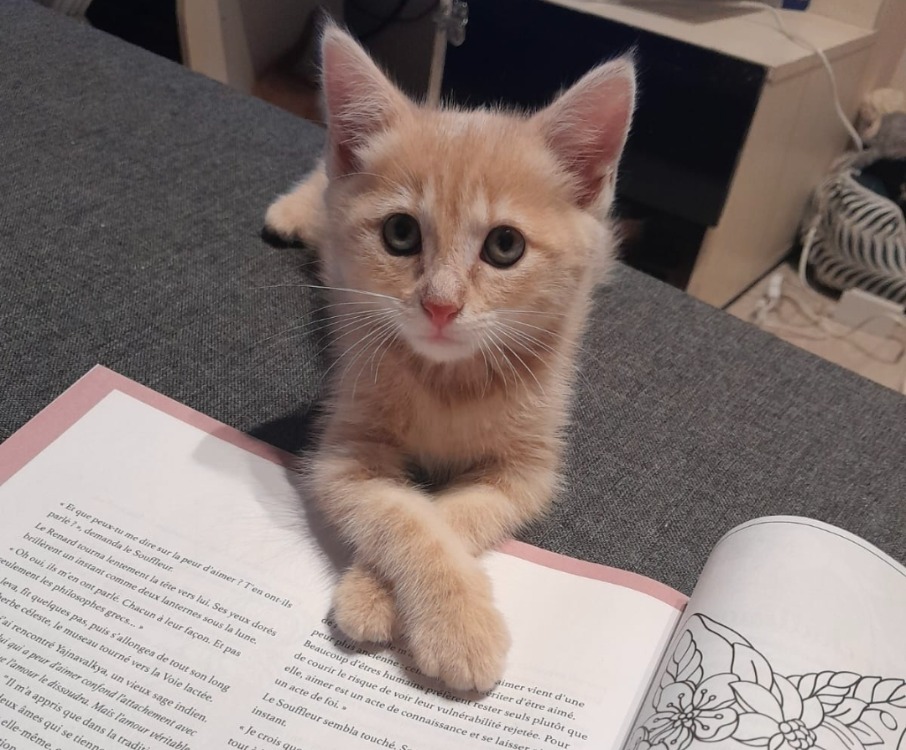 Arcat